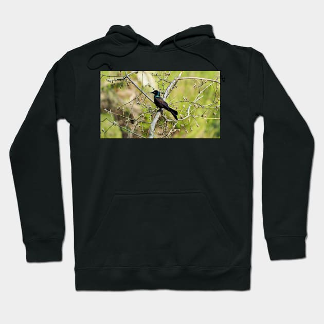 Common Grackle In A Tree Hoodie by BackyardBirder